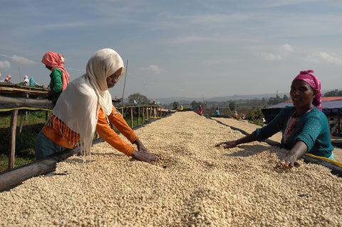 Ethiopia Kolla Bocha