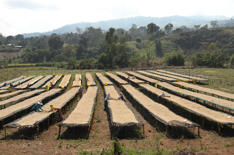 Ethiopia Kolla Bocha