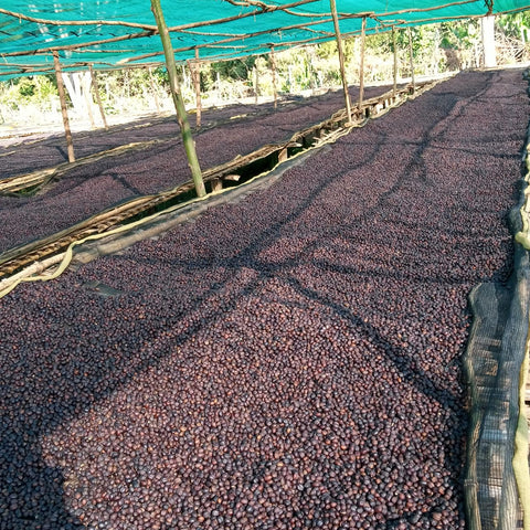 Ethiopia Demicha Natural